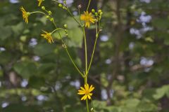 Lucy Braun's Prairie Dock