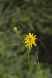 Lucy Braun's Prairie Dock, Silphium terebinthinaceum var. luciae-brauniae