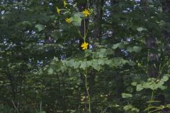 Lucy Braun's Prairie Dock, Silphium terebinthinaceum var. luciae-brauniae