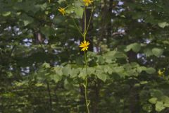 Lucy Braun's Prairie Dock, Silphium terebinthinaceum var. luciae-brauniae