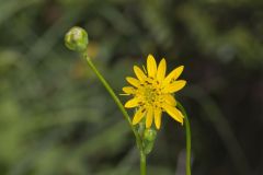 Lucy Braun's Prairie Dock, Silphium terebinthinaceum var. luciae-brauniae