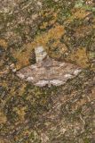 Lunate Zale Moth, Zale lunata