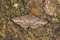 Lunate Zale Moth, Zale lunata