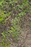 Lyrate Rockcress, Arabis lyrata