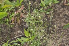 Lyrate Rockcress