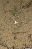 Lyrate Rockcress, Arabis lyrata