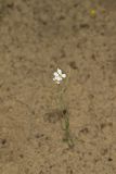 Lyrate Rockcress, Arabis lyrata