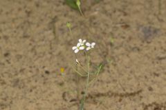 Lyrate Rockcress, Arabis lyrata