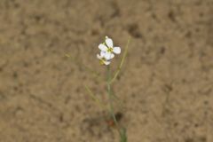 Lyrate Rockcress, Arabis lyrata