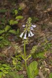 lyreleaf Sage, Salvia lyrata
