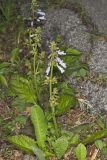 lyreleaf Sage, Salvia lyrata