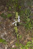 lyreleaf Sage, Salvia lyrata