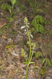 lyreleaf Sage, Salvia lyrata