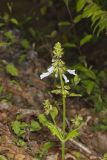lyreleaf Sage, Salvia lyrata