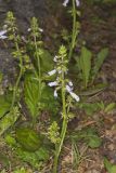 lyreleaf Sage, Salvia lyrata
