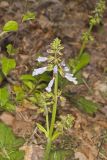 lyreleaf Sage, Salvia lyrata