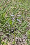 lyreleaf Sage, Salvia lyrata