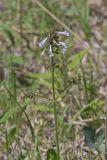 lyreleaf Sage, Salvia lyrata