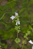 lyreleaf Sage, Salvia lyrata
