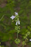 lyreleaf Sage, Salvia lyrata