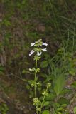 lyreleaf Sage, Salvia lyrata