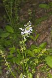 lyreleaf Sage, Salvia lyrata