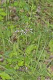 lyreleaf Sage, Salvia lyrata