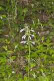 lyreleaf Sage, Salvia lyrata