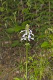 lyreleaf Sage, Salvia lyrata
