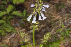 Lyreleaf Sage, Salvia lyrata