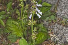 Lyreleaf Sage, Salvia lyrata