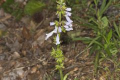 Lyreleaf Sage, Salvia lyrata