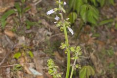 Lyreleaf Sage, Salvia lyrata