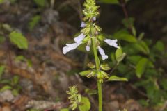 Lyreleaf Sage, Salvia lyrata
