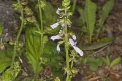 Lyreleaf Sage, Salvia lyrata