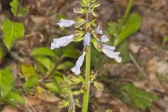 Lyreleaf Sage, Salvia lyrata