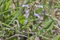 Lyreleaf Sage, Salvia lyrata