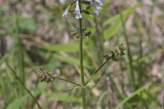 Lyreleaf Sage, Salvia lyrata Lyreleaf Sage, Salvia lyrata