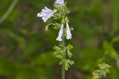 Lyreleaf Sage, Salvia lyrata