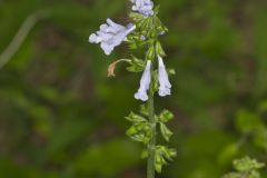 Lyreleaf Sage, Salvia lyrata