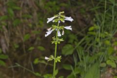 Lyreleaf Sage, Salvia lyrata