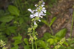 Lyreleaf Sage, Salvia lyrata