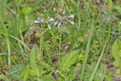 Lyreleaf Sage, Salvia lyrata