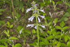 Lyreleaf Sage, Salvia lyrata