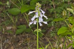 Lyreleaf Sage, Salvia lyrata