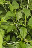 Mad Dog Skullcap, Scutellaria lateriflora