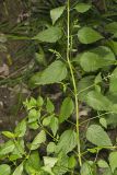 Mad Dog Skullcap, Scutellaria lateriflora