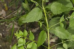 Mad Dog Skullcap