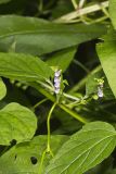 Mad Dog Skullcap, Scutellaria lateriflora