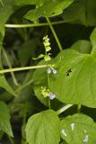 Mad Dog Skullcap, Scutellaria lateriflora